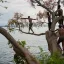 jeunes rwandais prêts à sauter dans un lac depuis un arbre